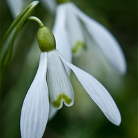 Buy canvas prints of Snowdrops in spring by Teresa Neville