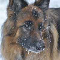 Buy canvas prints of German Shepherd Dog in the snow by Teresa Neville