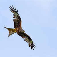 Buy canvas prints of Red Kite by Val Saxby LRPS