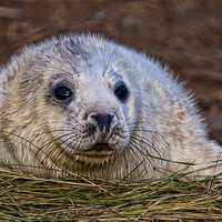 Buy canvas prints of Seal Pup by Val Saxby LRPS