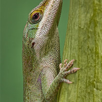 Buy canvas prints of Green Anole by Val Saxby LRPS