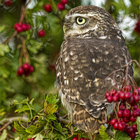Buy canvas prints of Autumn Owl by Val Saxby LRPS