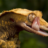 Buy canvas prints of Crested Gecko by Val Saxby LRPS