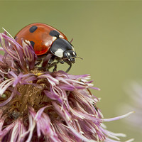 Buy canvas prints of Ladybug by Val Saxby LRPS