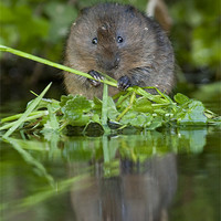 Buy canvas prints of Water Vole by Val Saxby LRPS