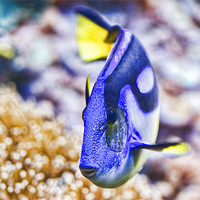 Buy canvas prints of Blue Tang by Val Saxby LRPS