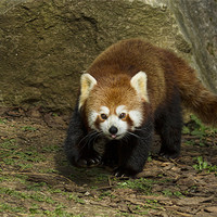 Buy canvas prints of Red Panda by Val Saxby LRPS