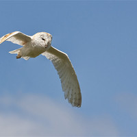 Buy canvas prints of Barn Owl Flight by Val Saxby LRPS