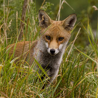 Buy canvas prints of Young Fox by Val Saxby LRPS