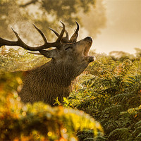 Buy canvas prints of Calling Stag by Val Saxby LRPS