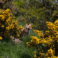 Buy canvas prints of Fox on the hill by Val Saxby LRPS