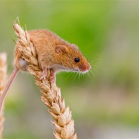 Buy canvas prints of Harvest Mouse by Val Saxby LRPS