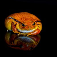 Buy canvas prints of Tomato frog by Val Saxby LRPS