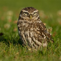 Buy canvas prints of Little Owl by Val Saxby LRPS