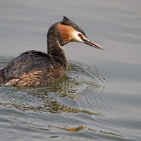 Buy canvas prints of Great Crested Grebe by Val Saxby LRPS