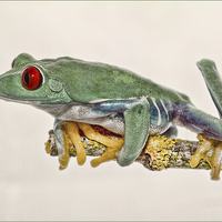 Buy canvas prints of Red Eyed Tree Frog by Val Saxby LRPS