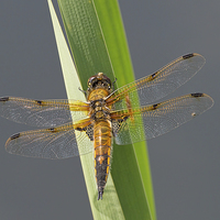 Buy canvas prints of Four-spotted chaser by Val Saxby LRPS