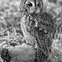 Buy canvas prints of Tawny Owl by Val Saxby LRPS