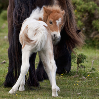 Buy canvas prints of New Forest Foal by Val Saxby LRPS