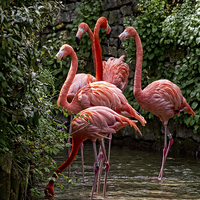 Buy canvas prints of Caribbean Flamingo by Val Saxby LRPS
