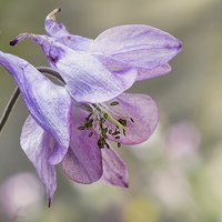 Buy canvas prints of Aquilegia by Val Saxby LRPS