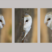 Buy canvas prints of Barn Owl Triptych by Val Saxby LRPS