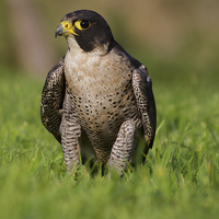 Buy canvas prints of  Peregrine Portrait by Val Saxby LRPS