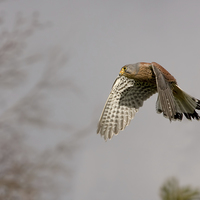 Buy canvas prints of  Kestrel by Val Saxby LRPS