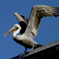 Buy canvas prints of  Brown Pelican by Val Saxby LRPS