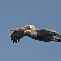Buy canvas prints of  Pelican flight by Val Saxby LRPS