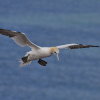 Buy canvas prints of  Northern Gannet by Val Saxby LRPS