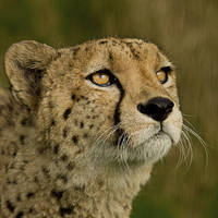 Buy canvas prints of Cheetah  by Val Saxby LRPS