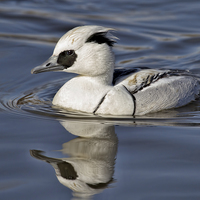 Buy canvas prints of  Smew by Val Saxby LRPS