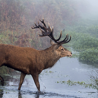 Buy canvas prints of  Red Deer stag in the stream by Val Saxby LRPS