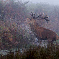 Buy canvas prints of  Rampaging Stag by Val Saxby LRPS