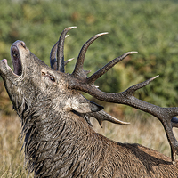 Buy canvas prints of  Bolving Stag by Val Saxby LRPS