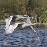 Buy canvas prints of  Swan Flight by Val Saxby LRPS