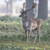 Buy canvas prints of  Fallow buck by Val Saxby LRPS