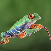 Buy canvas prints of Red Eye Tree frog by Val Saxby LRPS