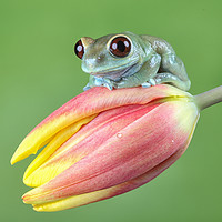 Buy canvas prints of Ruby Eye tree frog by Val Saxby LRPS