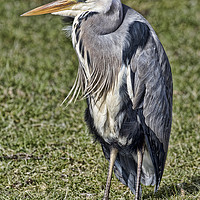 Buy canvas prints of Heron by Val Saxby LRPS