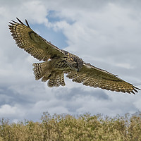 Buy canvas prints of Eagle owl hunting by Val Saxby LRPS