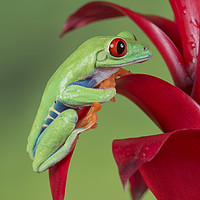 Buy canvas prints of Red N Green by Val Saxby LRPS