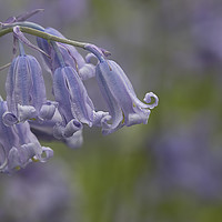 Buy canvas prints of Blubells by Val Saxby LRPS