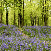 Buy canvas prints of Bluebells galore by Val Saxby LRPS