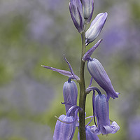 Buy canvas prints of Bluebell by Val Saxby LRPS