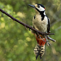 Buy canvas prints of Greater spotted woodpecker by Val Saxby LRPS