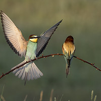 Buy canvas prints of Bee Eater Landing by Val Saxby LRPS