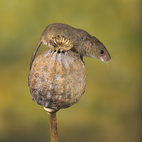 Buy canvas prints of Harvest Mouse by Val Saxby LRPS