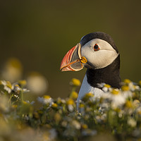 Buy canvas prints of Puffin Portrait by Val Saxby LRPS